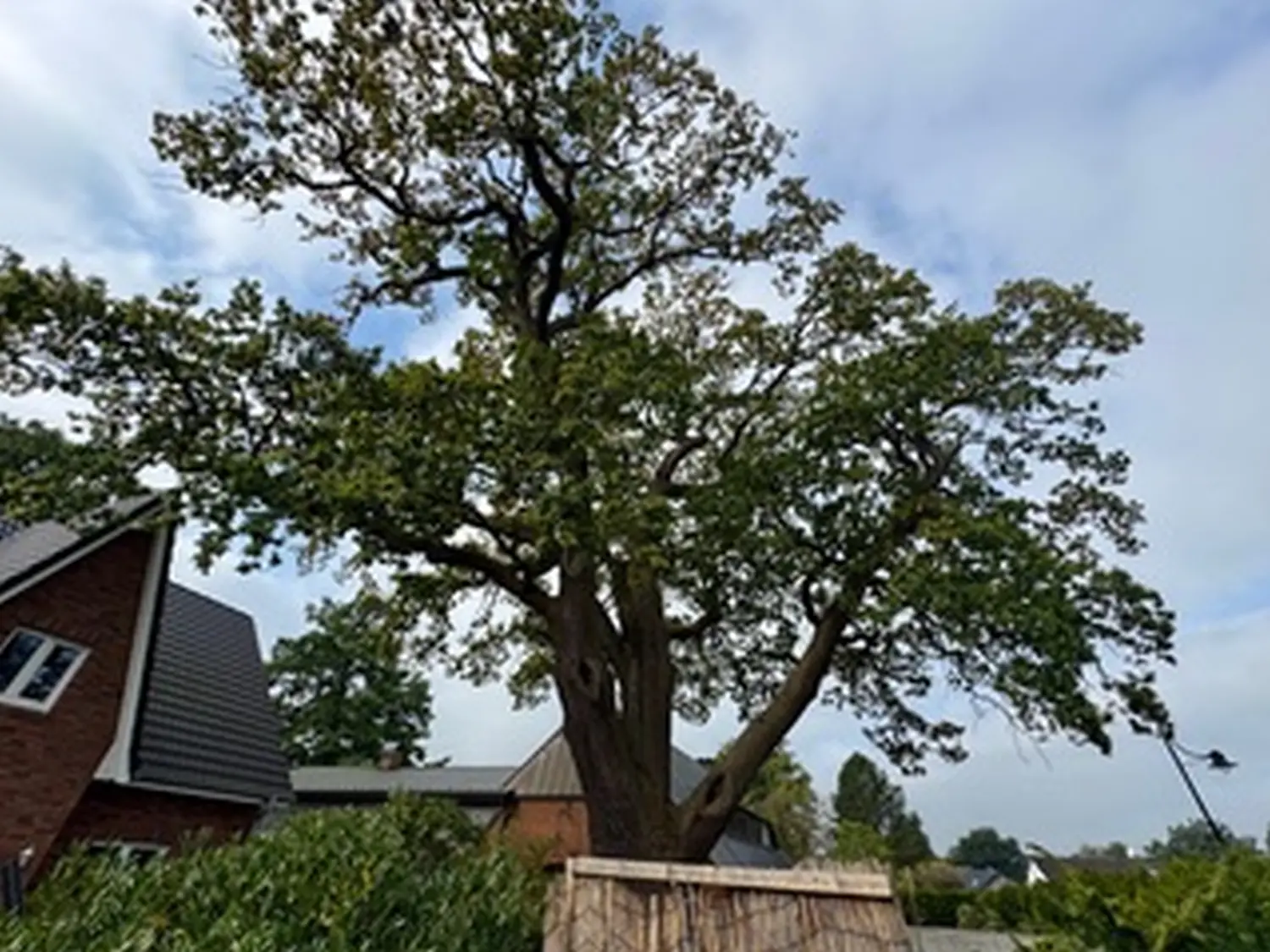 Tree Legends, ein großer Baum 