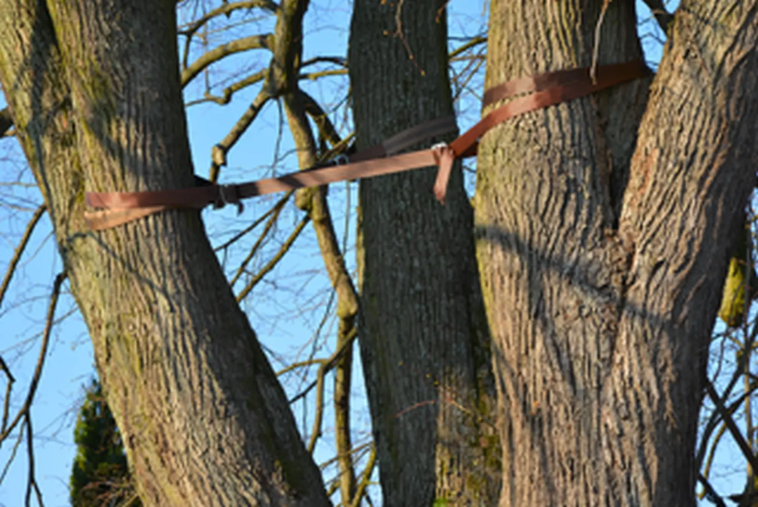 Tree Legends, Baumgürtel für Kronensicherung
