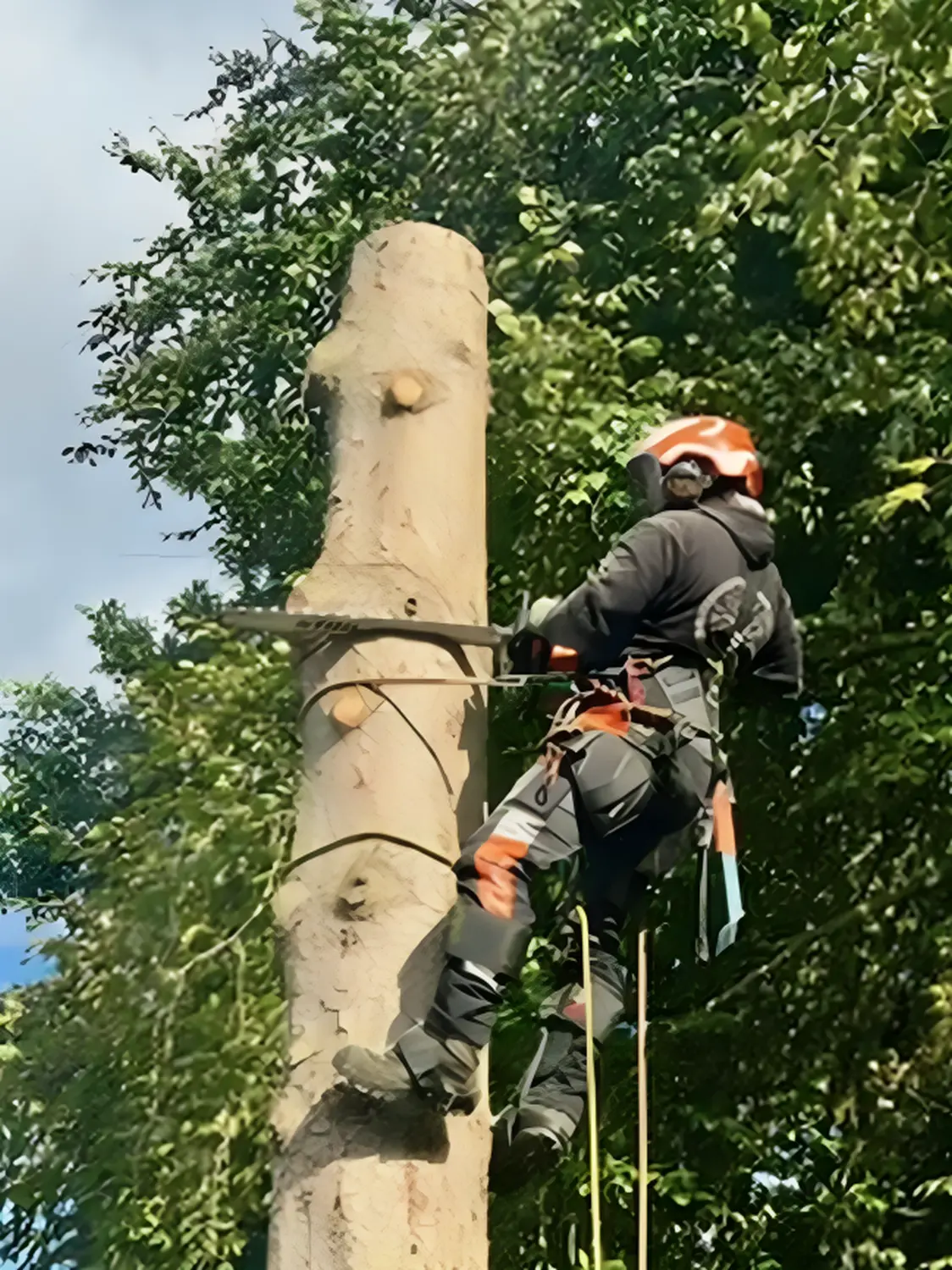 Tree Legends, ein Arbeiter beim Fällen des Baumes