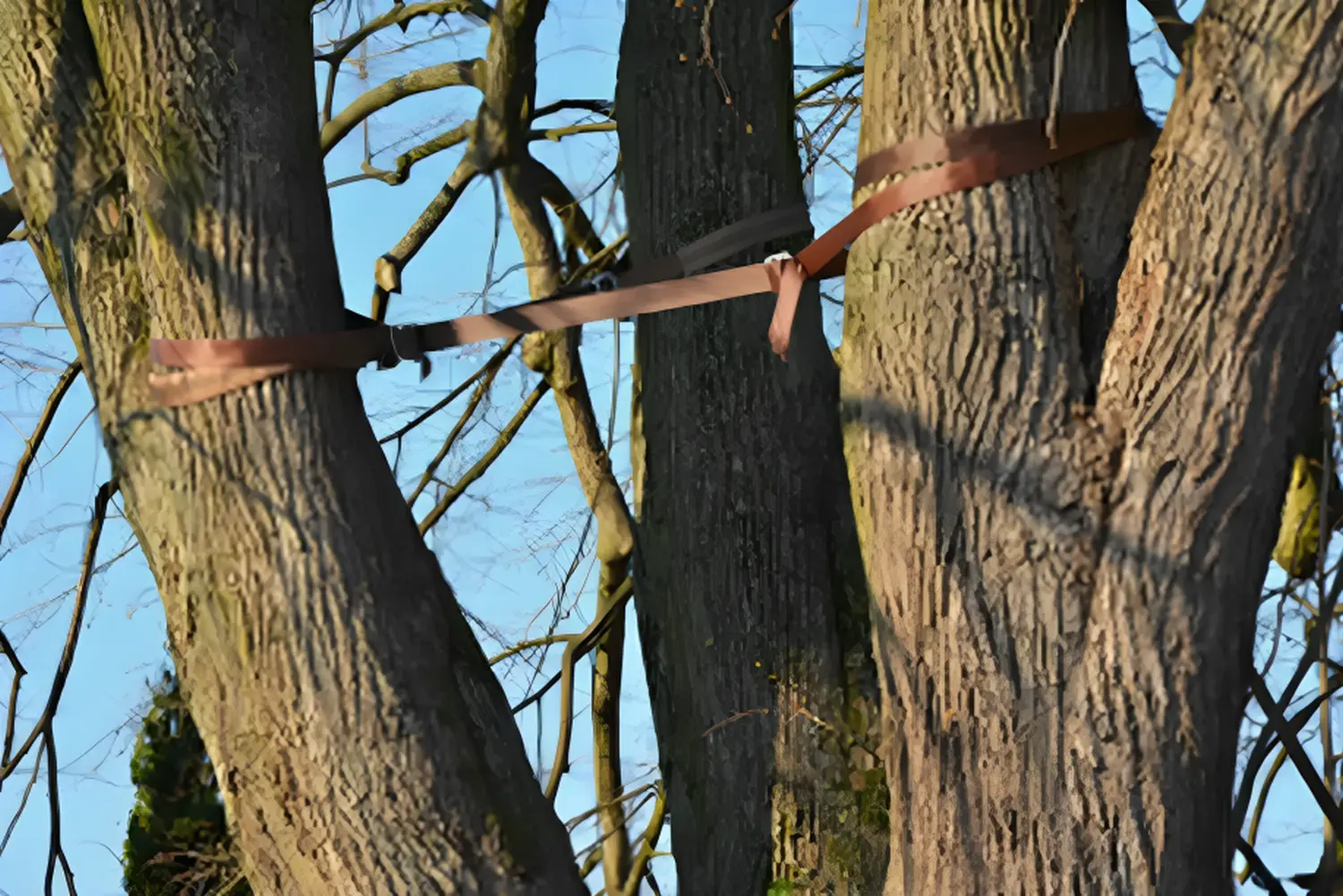 Tree Legends, Baumgürtel für Kronensicherung