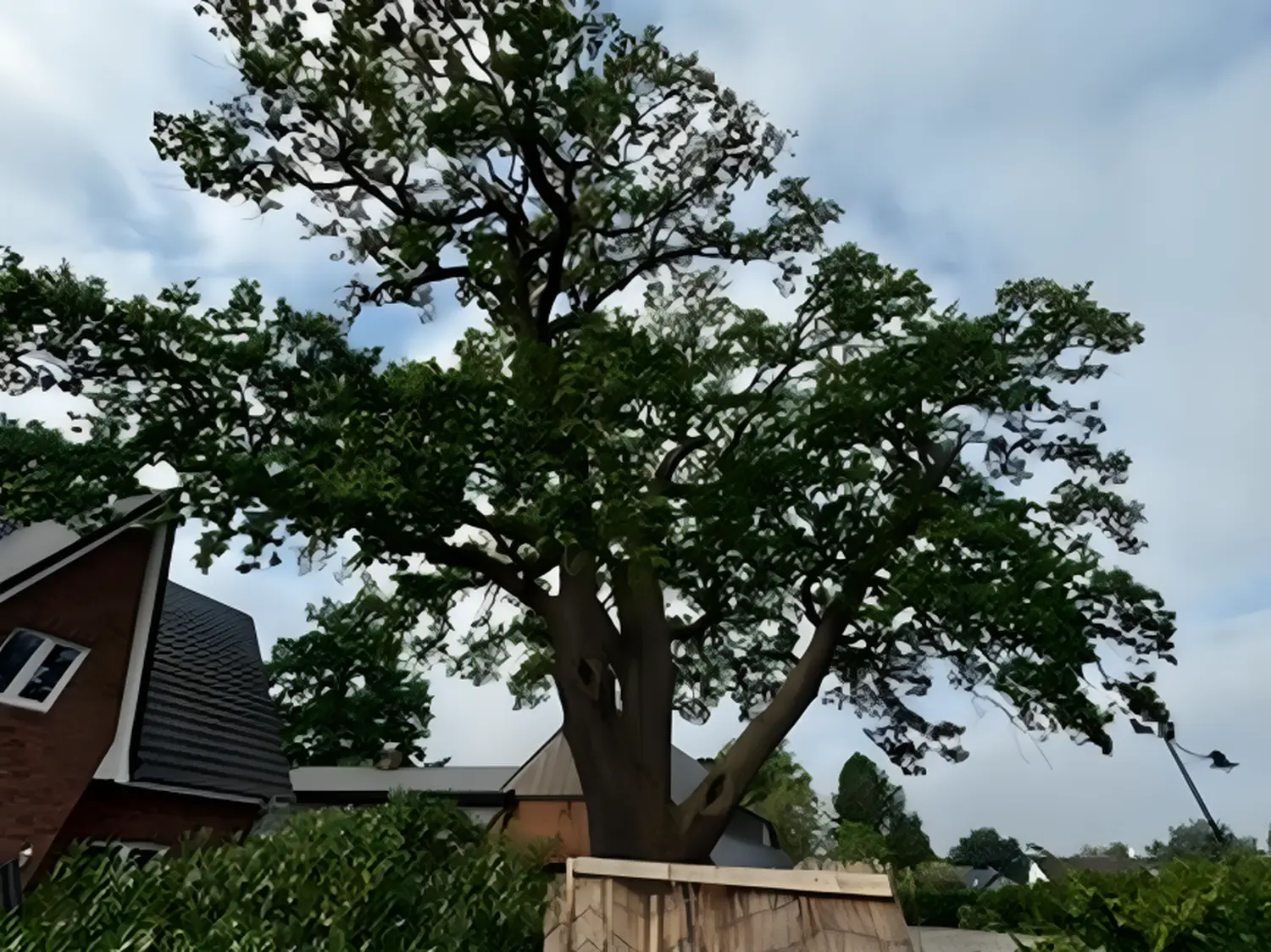 Tree Legends, ein großer Baum 