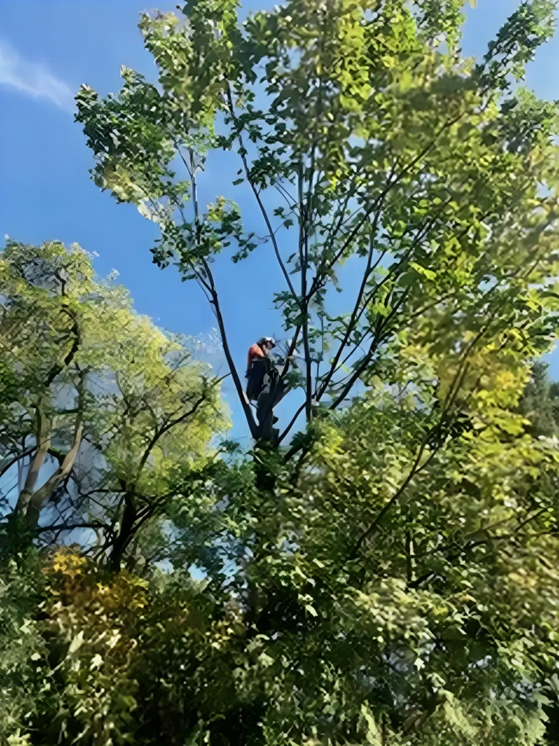 Tree Legends, ein Arbeiter schneidet die Äste eines Baumes