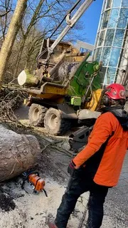 Tree Legends, Baumschneidemaschine und ein Arbeiter