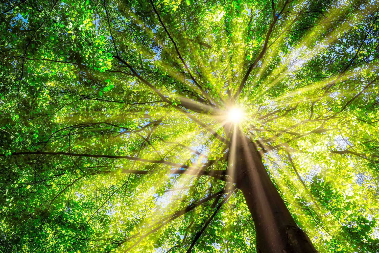 Grüner Baum im Frühling mit Sonne im Gegenlicht